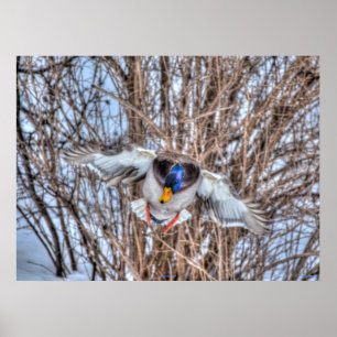 Landung Mallard Duck Wildlife Foto Print Poster