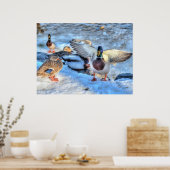 Landung Mallard Duck Wildlife Foto Print Poster (Küche)