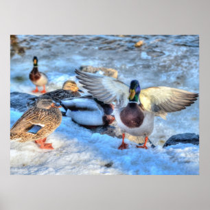 Landung Mallard Duck Wildlife Foto Print Poster
