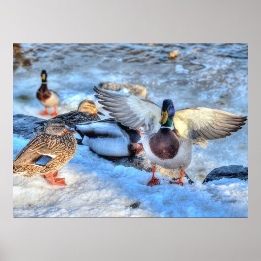 Landung Mallard Duck Wildlife Foto Print Poster (Vorne)