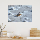 Landung Mallard Duck Wildlife Foto Print Poster (Küche)