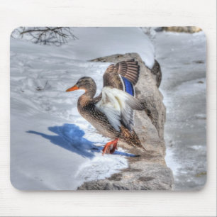 Landung Mallard Enck Birdlover Wildlife Foto Mousepad