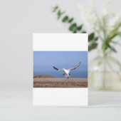 Landung von Gannet in Cape Kidnappers Postkarte (Stehend Vorderseite)