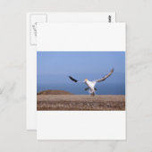 Landung von Gannet in Cape Kidnappers Postkarte (Vorne/Hinten)