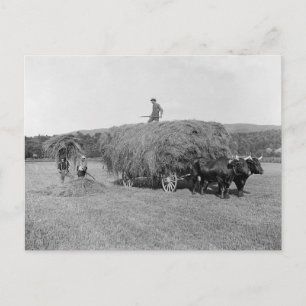 Landwirte beim Heuschneiden, 1906 Postkarte