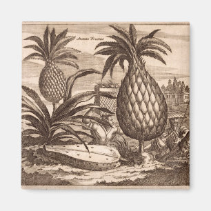 Landwirtschaft der großen Ananas, Illustration vo Magnet