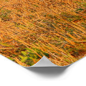 Landwirtschaftliche Toskana Cypress Trees Poster (Ecke)