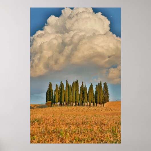 Landwirtschaftliche Toskana Cypress Trees Poster (Vorne)