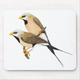 Lang-angebundene Fink-Paare - Poephila acuticauda Mousepad