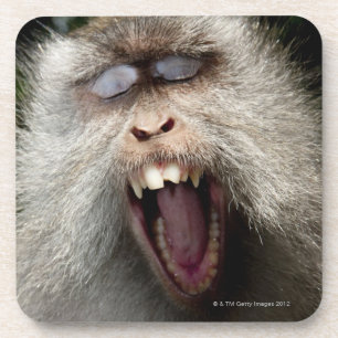 Lang-angebundene Macaques (Macaca fascicularis) Untersetzer
