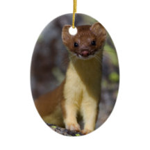 Lang-angebundener Weasel