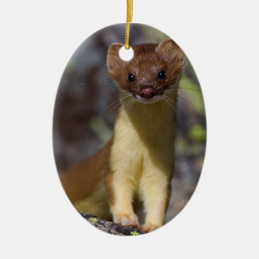 Lang-angebundener Weasel Keramikornament (Vorne)
