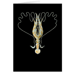 Lang-bewaffneter Tintenfisch