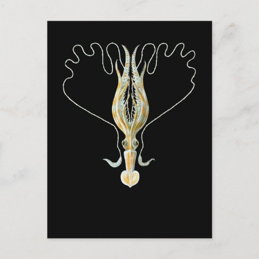 Lang-bewaffneter Tintenfisch Postkarte (Vorderseite)