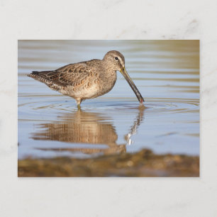 Lang-Billing-Dowitcher-Postkarte Postkarte