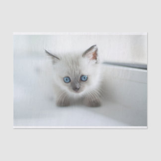 Lang für Sie: Verlorene weiße Kitte mit blauen Aug Seidenpapier