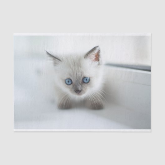 Lang für Sie: Verlorene weiße Kitte mit blauen Aug Seidenpapier (Vorderseite)