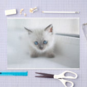 Lang für Sie: Verlorene weiße Kitte mit blauen Aug Seidenpapier (Handwerk)