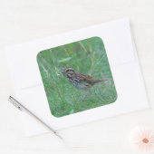 Langammer im Gras Quadratischer Aufkleber (Umschlag)