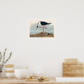 Langbeiner Avocet von Audubon Poster (Küche)