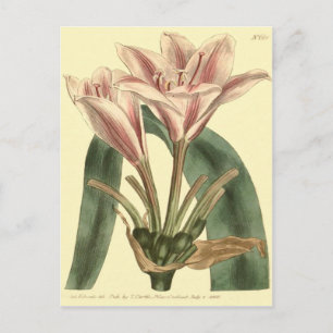 Langblättrige Amaryllis-Illustration Postkarte
