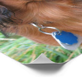 Lange Dackel drucken Poster (Ecke)