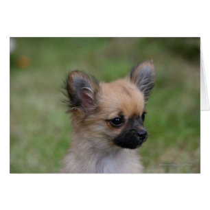 Lange Haarbildchen Chihuahua Welpe Blick auf Kamer
