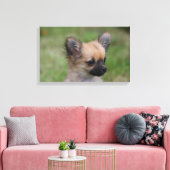 Lange Haarbildchen Chihuahua Welpe Blick auf Kamer Leinwanddruck (Insitu (Wohnzimmer))