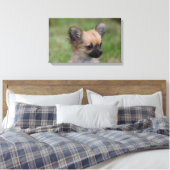 Lange Haarbildchen Chihuahua Welpe Blick auf Kamer Leinwanddruck (Insitu (Schlafzimmer))