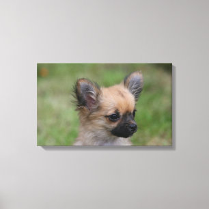 Lange Haarbildchen Chihuahua Welpe Blick auf Kamer Leinwanddruck