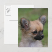 Lange Haarbildchen Chihuahua Welpe Blick auf Kamer Postkarte (Vorne/Hinten)