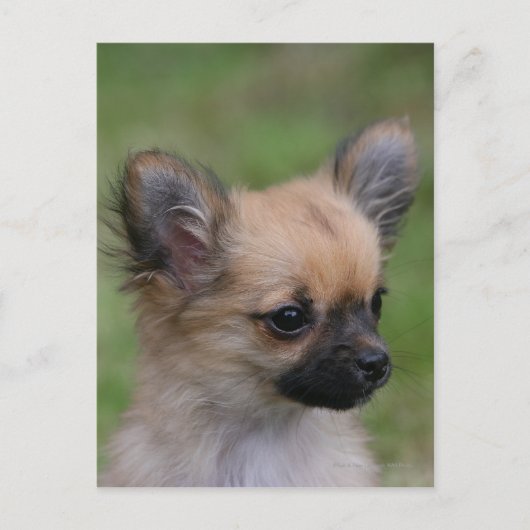 Lange Haarbildchen Chihuahua Welpe Blick auf Kamer Postkarte (Vorderseite)