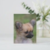 Lange Haarbildchen Chihuahua Welpe Blick auf Kamer Postkarte (Stehend Vorderseite)