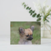 Lange Haarbildchen Chihuahua Welpe Blick auf Kamer Postkarte (Stehend Vorderseite)