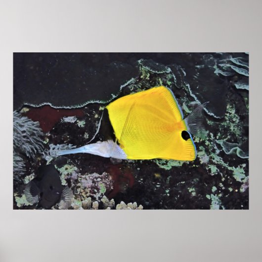 Lange Nase Butterflyfish Poster (Vorne)