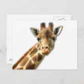 Lange Necked Giraffe Postkarte (Vorne/Hinten)