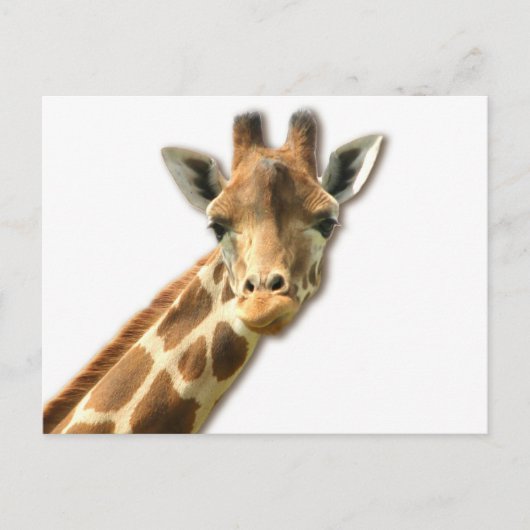 Lange Necked Giraffe Postkarte (Vorderseite)