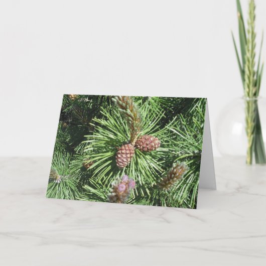 Lange-Needled Kiefern-Weihnachtskarte Feiertagskarte (Vorderseite)