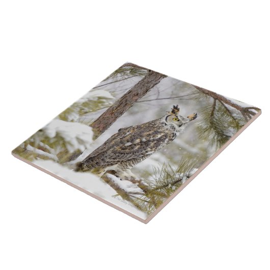 Lange ohrige Eule Fliese (Seite)