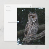Lange Owl Nah DIY Postkarte (Vorne/Hinten)