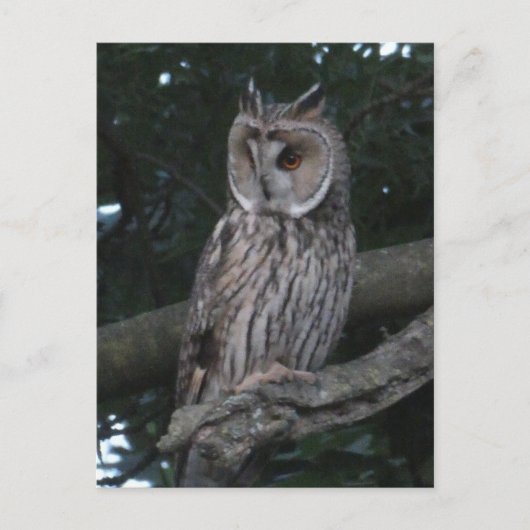 Lange Owl Nah DIY Postkarte (Vorderseite)
