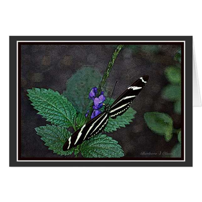 Langer Flügelzebra-Schmetterling (Vorderseite (Horizontal))