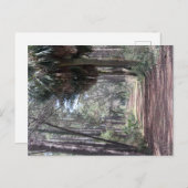 Langer Weg durch die Sümpfe Postkarte (Vorne/Hinten)