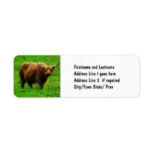 Langes Langhorn mit langen Hörnern