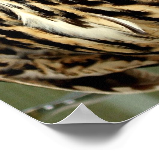 Langes Owl Poster (Ecke)