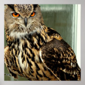 Langes Owl Poster (Vorne)