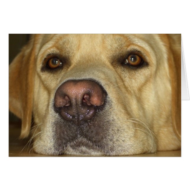 Langeweile - Niedliches gelbes Labrador (Vorderseite (Horizontal))