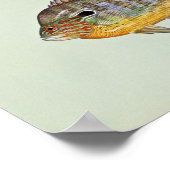 Langfische Poster (Ecke)