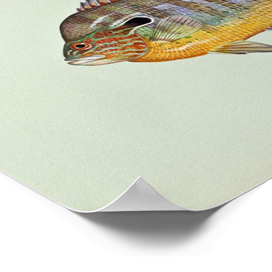 Langfische Poster (Ecke)