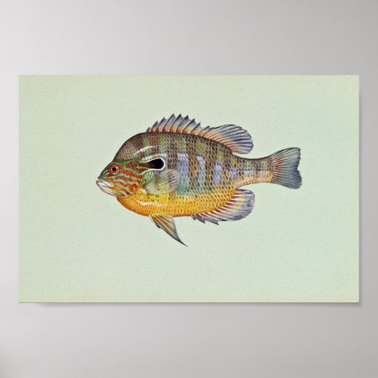 Langfische Poster (Vorne)